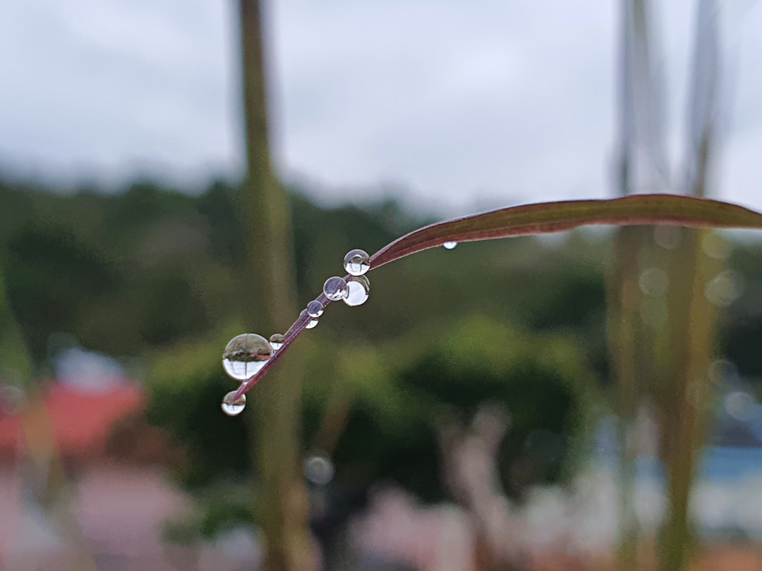 Rainloop, how to use Rainloop, Rainloop snapshot and restore workflow