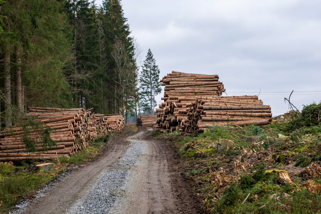 Checkmk Raw, how to use Checkmk Raw, Checkmk Raw snapshot and restore workflow