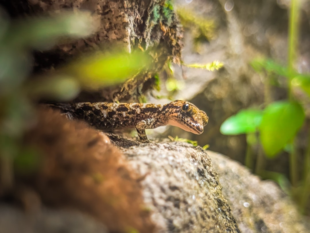 Altap Salamander, how to use Altap Salamander, Altap Salamander snapshot and restore workflow