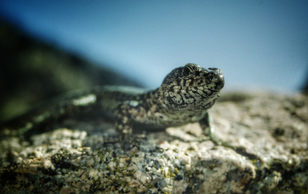 Altap Salamander, how to use Altap Salamander, Altap Salamander snapshot and restore workflow