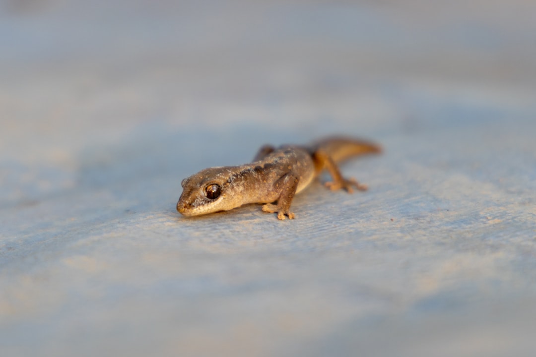 Altap Salamander, how to use Altap Salamander, Altap Salamander snapshot and restore workflow