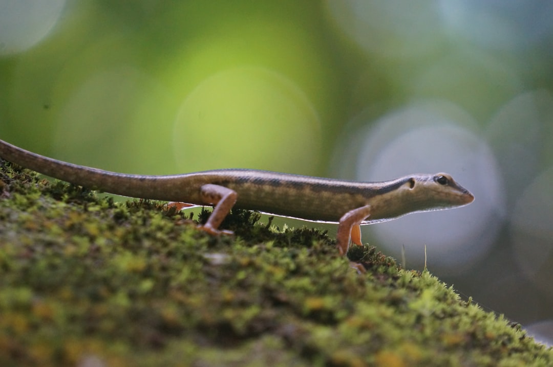 Altap Salamander, how to use Altap Salamander, Altap Salamander snapshot and restore workflow