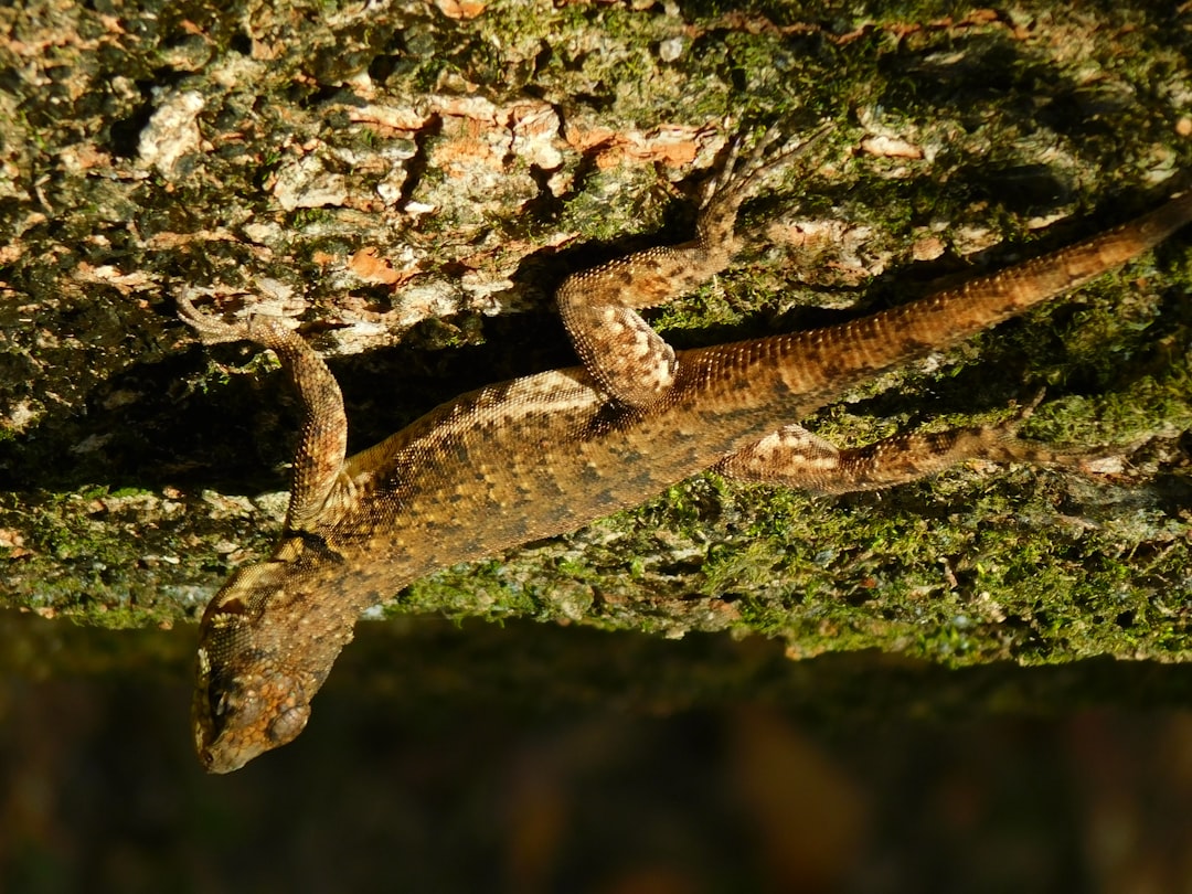 Altap Salamander, how to use Altap Salamander, Altap Salamander snapshot and restore workflow