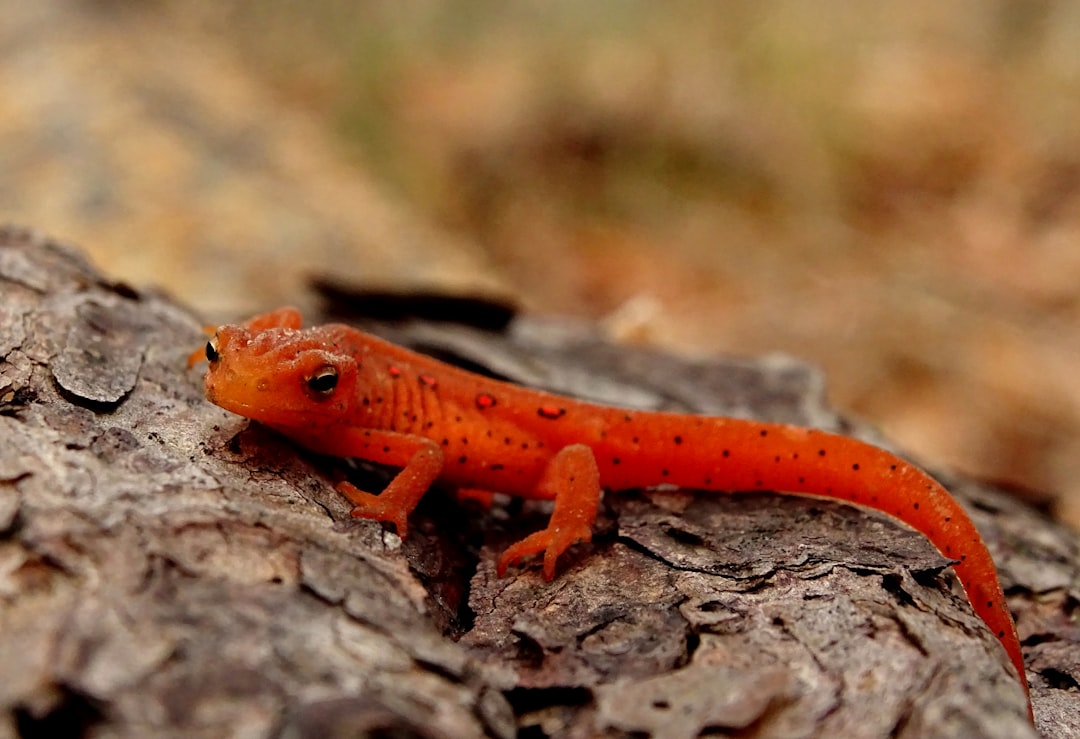 Altap Salamander, how to use Altap Salamander, Altap Salamander snapshot and restore workflow